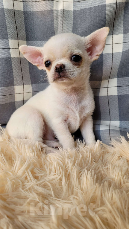 Собаки в Москве: Чихуахуа белый мальчик Мальчик, Бесплатно - фото 3