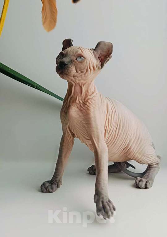 Кошки в Нефтекамске: канадский сфинкс эльф Мальчик, 45 000 руб. - фото 3