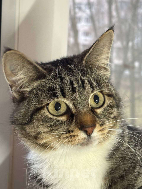 Кошки в Москве: Нежный шпротик Катя мечтает о доме Девочка, Бесплатно - фото 2