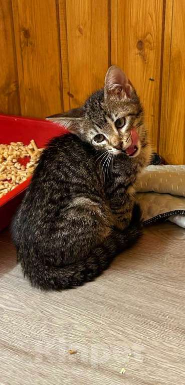 Кошки в Санкт-Петербурге: Малышка Ника ищет дом !  Девочка, Бесплатно - фото 6