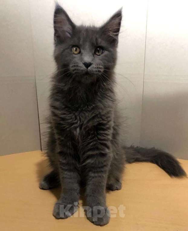 Кошки в Новосибирске: Котята Мейн-кун Мальчик, 20 000 руб. - фото 3