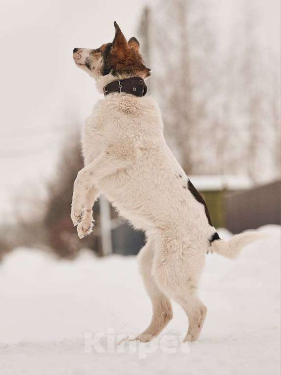 Собаки в Лосином-Петровском: Мелани якутенок Девочка, Бесплатно - фото 1