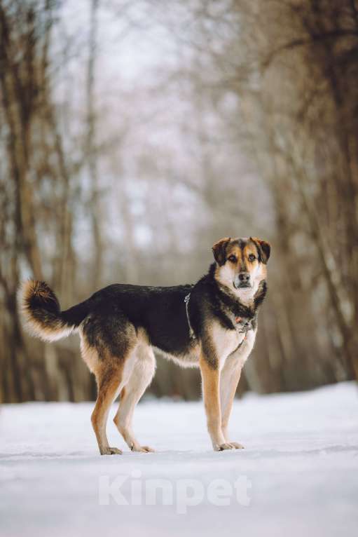 Собаки в Москве: Собака в добрые руки Девочка, Бесплатно - фото 2