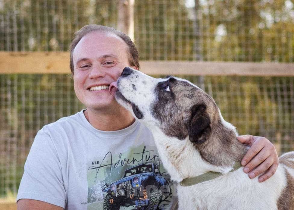Собаки в Москве: Супер-ласковый парень в добрые руки! Мальчик, Бесплатно - фото 2
