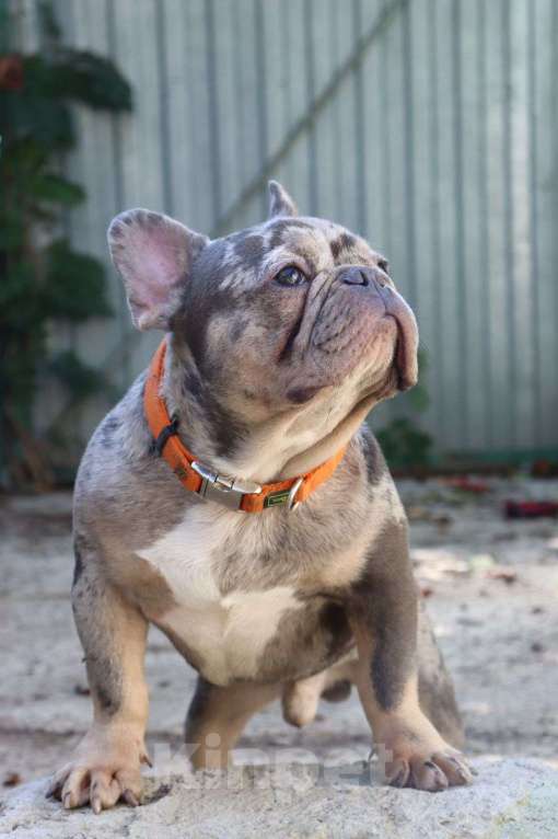 Собаки в Краснодаре: Очаровательный французский джентльмен  Мальчик, Бесплатно - фото 2