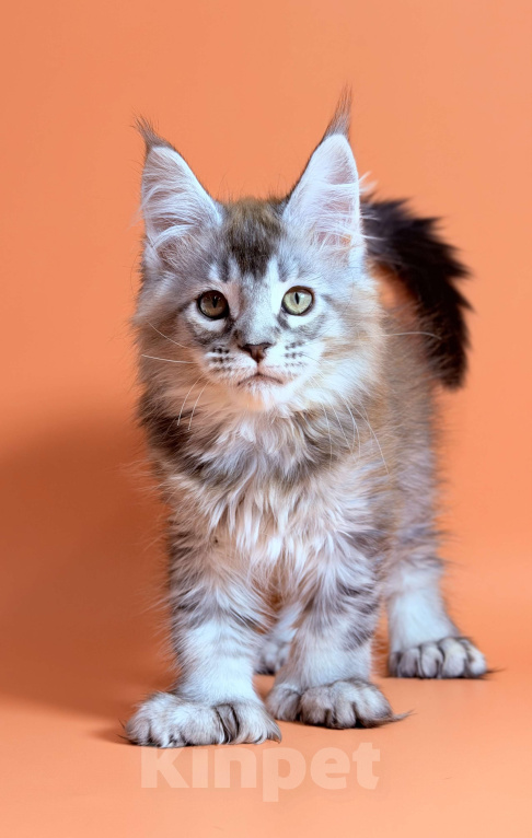 Кошки в других городах Московской области: Серебряный полидакт Мальчик, 65 000 руб. - фото 3