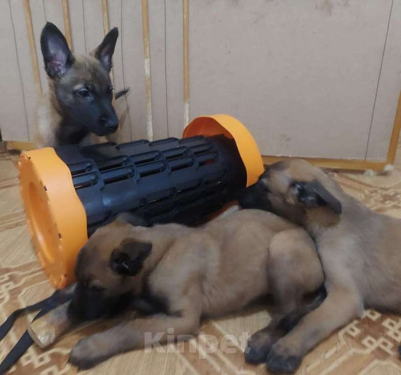 Собаки в Волгодонске: щенки малинуа Девочка, 20 000 руб. - фото 6