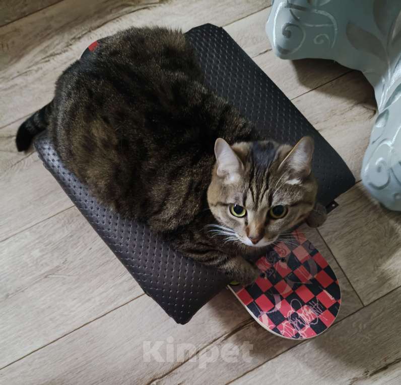 Кошки в Лангепасе: Кот Сибирский Тишка Мальчик, Бесплатно - фото 3