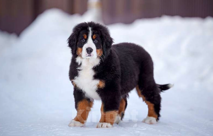 Собаки в Волоколамске: Бернский Зенненхунд, Ласточка.  Девочка, 250 000 руб. - фото 6