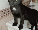Кошки в Москве: Марик ищет дом! Мальчик, Бесплатно - фото 7