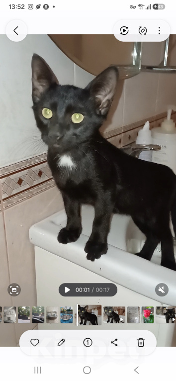 Кошки в Москве: Марик ищет дом! Мальчик, Бесплатно - фото 7