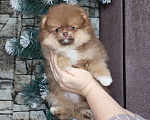 Собаки в Москве: Шоколадный носик. Девочка шпица Девочка, 39 000 руб. - фото 1