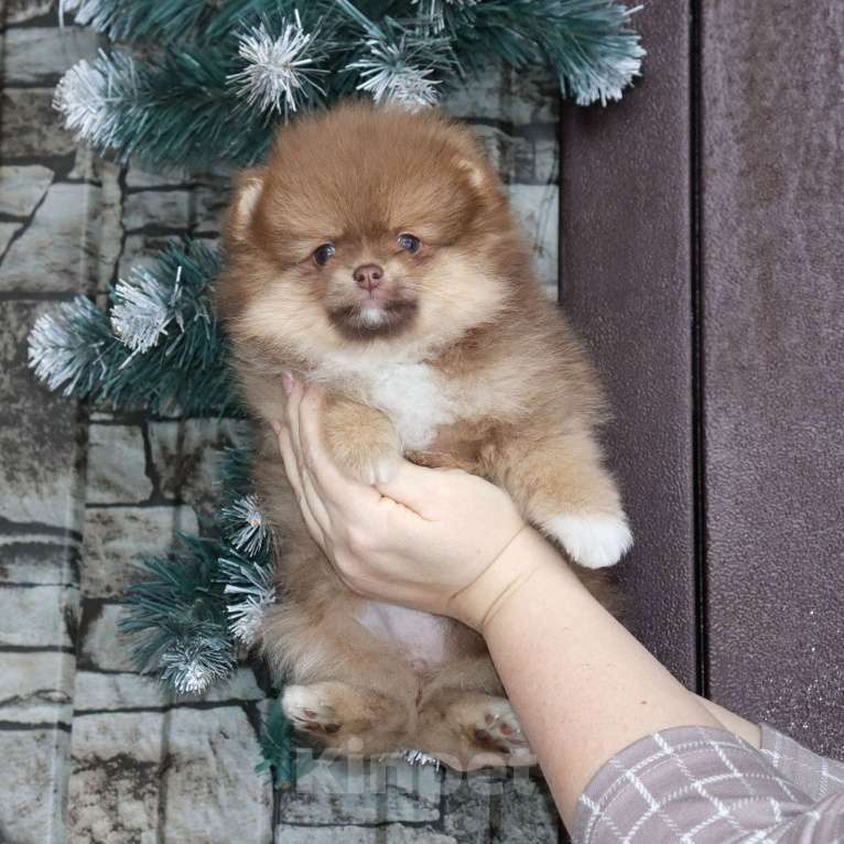 Собаки в Москве: Шоколадный носик. Девочка шпица Девочка, 39 000 руб. - фото 1