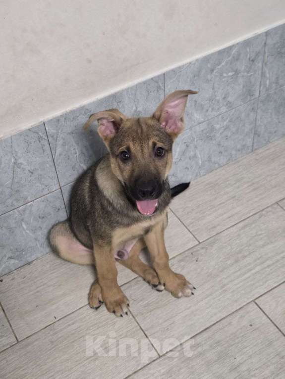 Собаки в Москве: В среду его выпустят на мороз Мальчик, Бесплатно - фото 2