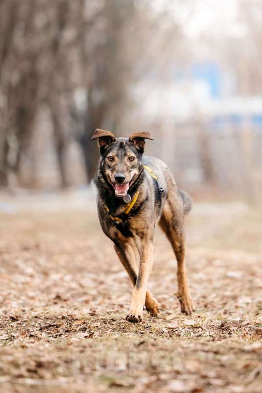 Собаки в Москве: Искренний и добрый пёсик из приюта в добрые руки Мальчик, Бесплатно - фото 5