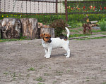 Собаки в Рязани: Гладкий король Мальчик, 45 000 руб. - фото 7