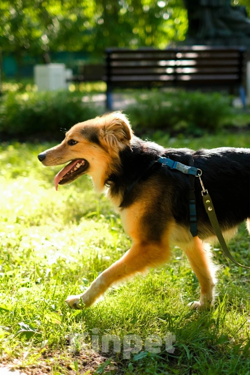 Собаки в Санкт-Петербурге: Собака из приюта: пушистая Келли Девочка, Бесплатно - фото 9