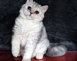 Кошки в Ростове-на-Дону: Кудрявая кошечка селкирк рекс  в добрые руки Девочка, Бесплатно - фото 2
