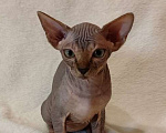 Кошки в Москве: Топовая девочка канадского сфинкса Девочка, 45 000 руб. - фото 4