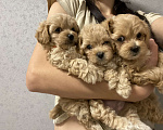 Собаки в Воронеже: Мальтипу щенки Мальчик, Бесплатно - фото 1