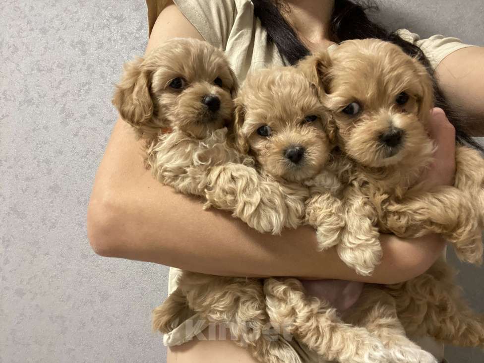 Собаки в Воронеже: Мальтипу щенки Мальчик, Бесплатно - фото 1