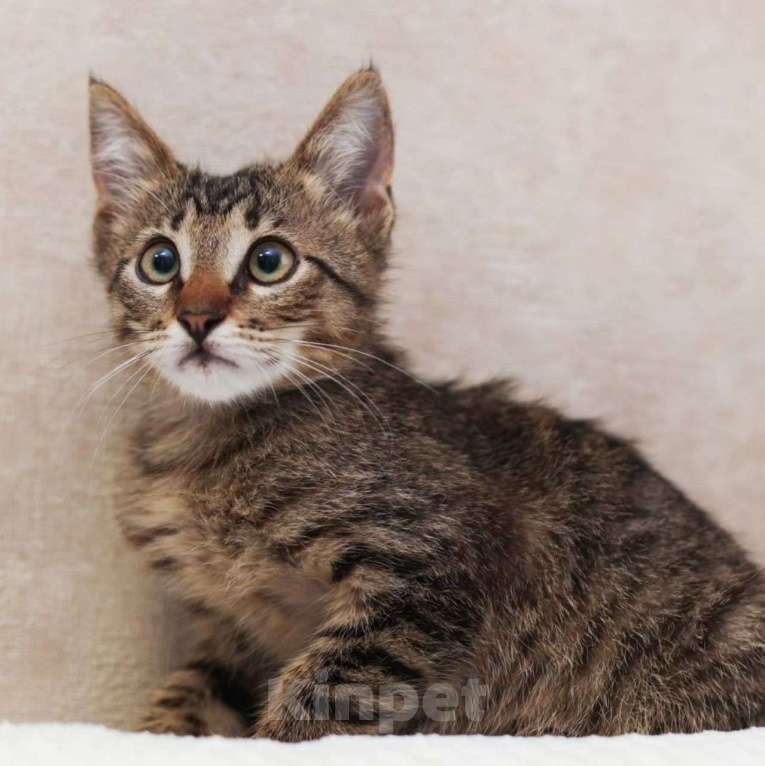 Кошки в Москве: Котенок Камышик Мальчик, Бесплатно - фото 5