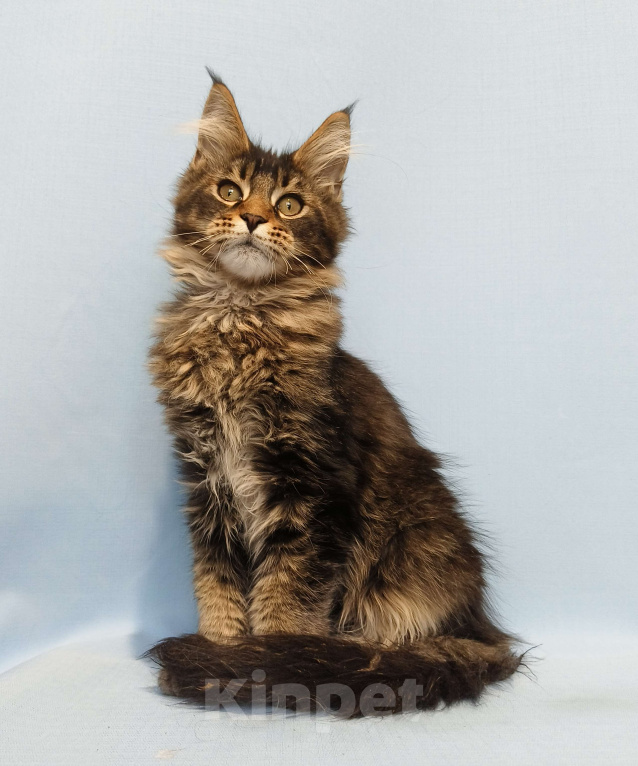 Кошки в Москве: Котёнок Мейн-Кун Мальчик Мальчик, 50 000 руб. - фото 5