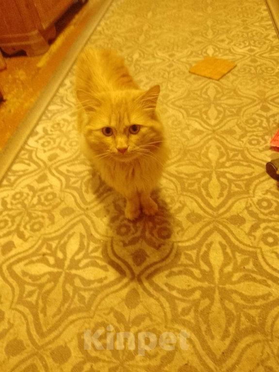 Кошки в Ревде: Свой дом ищет рыжий Лаврик 🧡🧡🧡 Мальчик, Бесплатно - фото 1