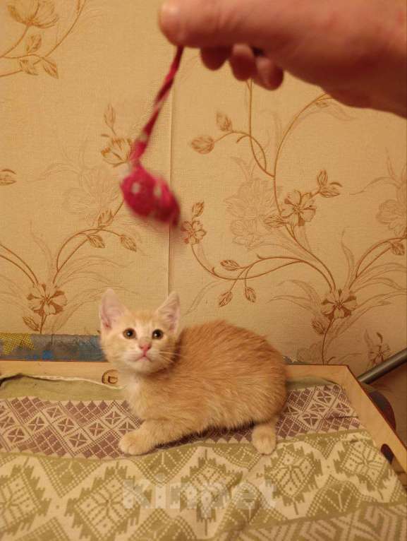 Кошки в Красногорске: Отдам котят рыжих Девочка, Бесплатно - фото 3