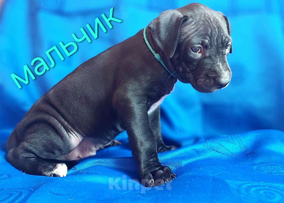 Собаки в Москве: Перспективные щенки Американского питбультерьера Мальчик, 50 000 руб. - фото 1