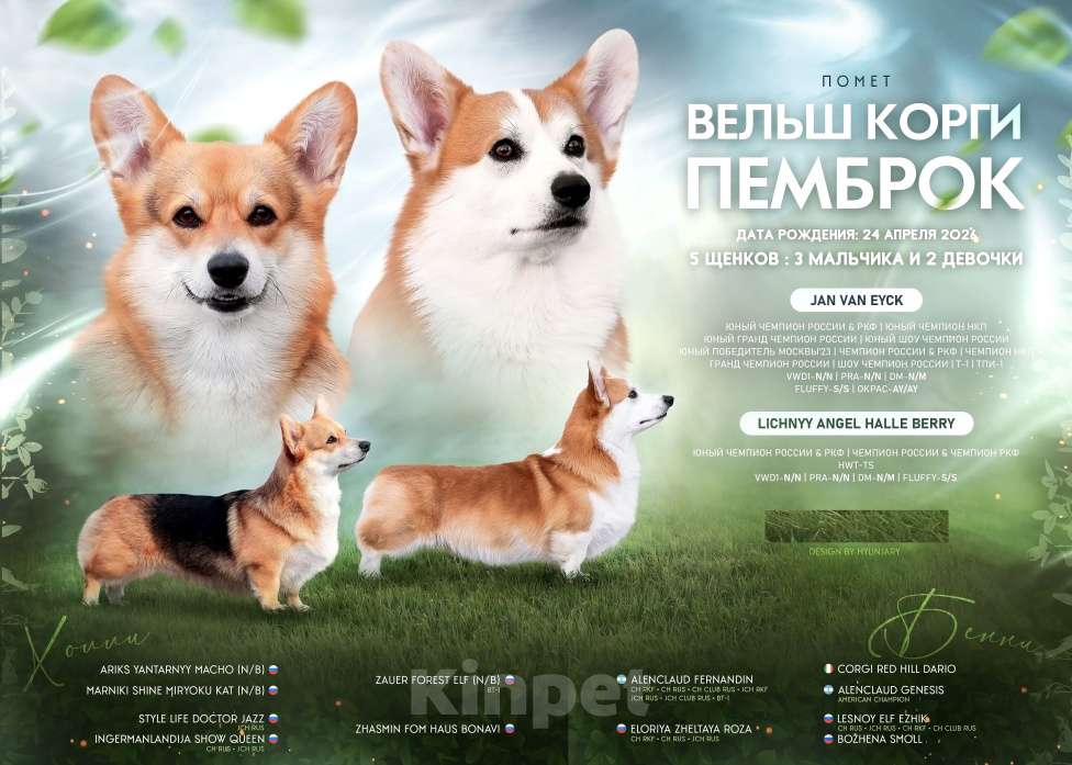 Собаки в Перми: Щенки Вельш Корги Пемброк Мальчик, 60 000 руб. - фото 1
