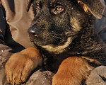 Собаки в других городах Московской области: Щенки немецкой овчарки рабочего разведения РКФ Мальчик, Бесплатно - фото 4