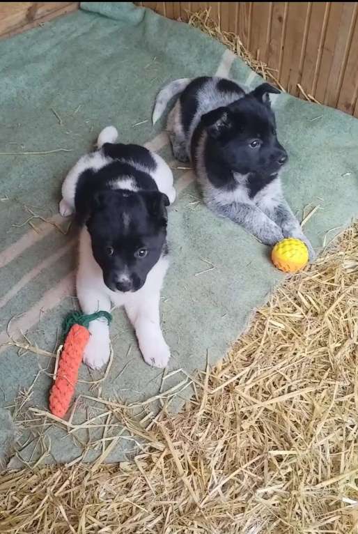 Собаки в других городах Московской области: Ищу хозяина Девочка, Бесплатно - фото 1