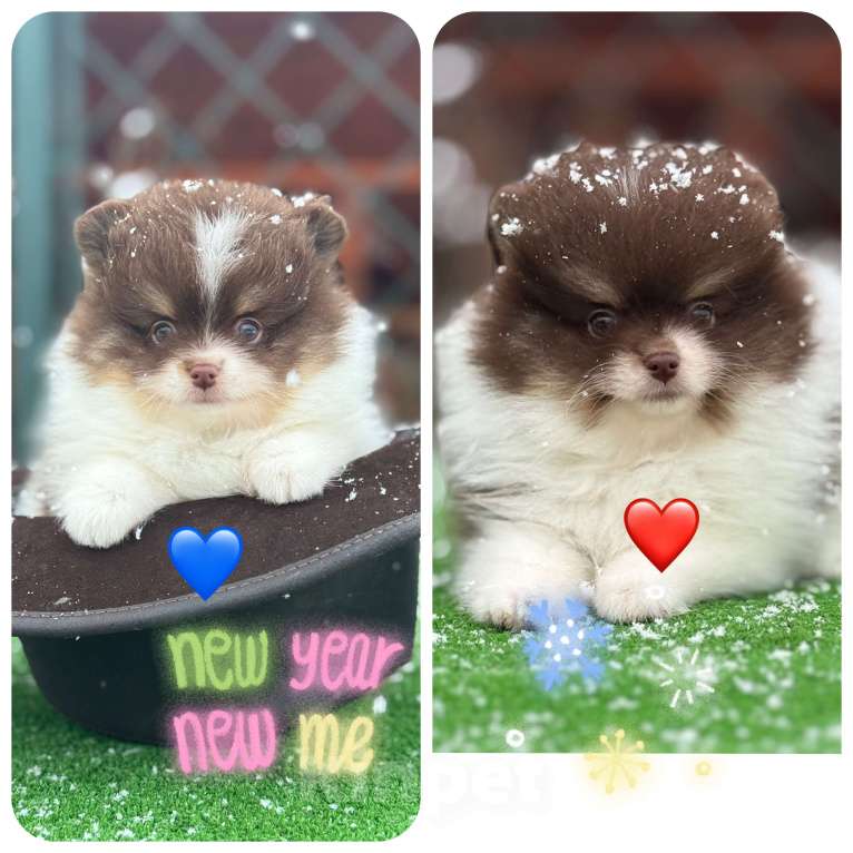 Собаки в Чехове: щенки померанцы триколор РКФ Мальчик, 70 000 руб. - фото 3