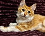 Кошки в Жуковском: Котёнок (рыженький) Мальчик, Бесплатно - фото 8