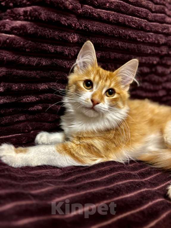 Кошки в Жуковском: Котёнок (рыженький) Мальчик, Бесплатно - фото 8