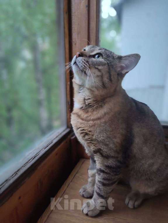 Кошки в Москве: Кот Вася ищет дом Мальчик, Бесплатно - фото 9