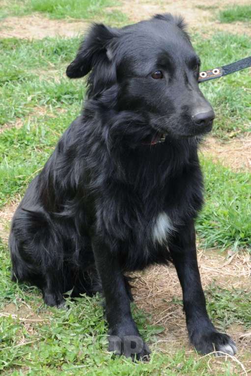 Собаки в Москве: Дарси. Покоритель сердец Мальчик, 1 руб. - фото 3