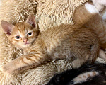 Кошки в Москве: Рыжие мальчишки. Котята 1,5 мес. в добрые руки. Мальчик, Бесплатно - фото 4