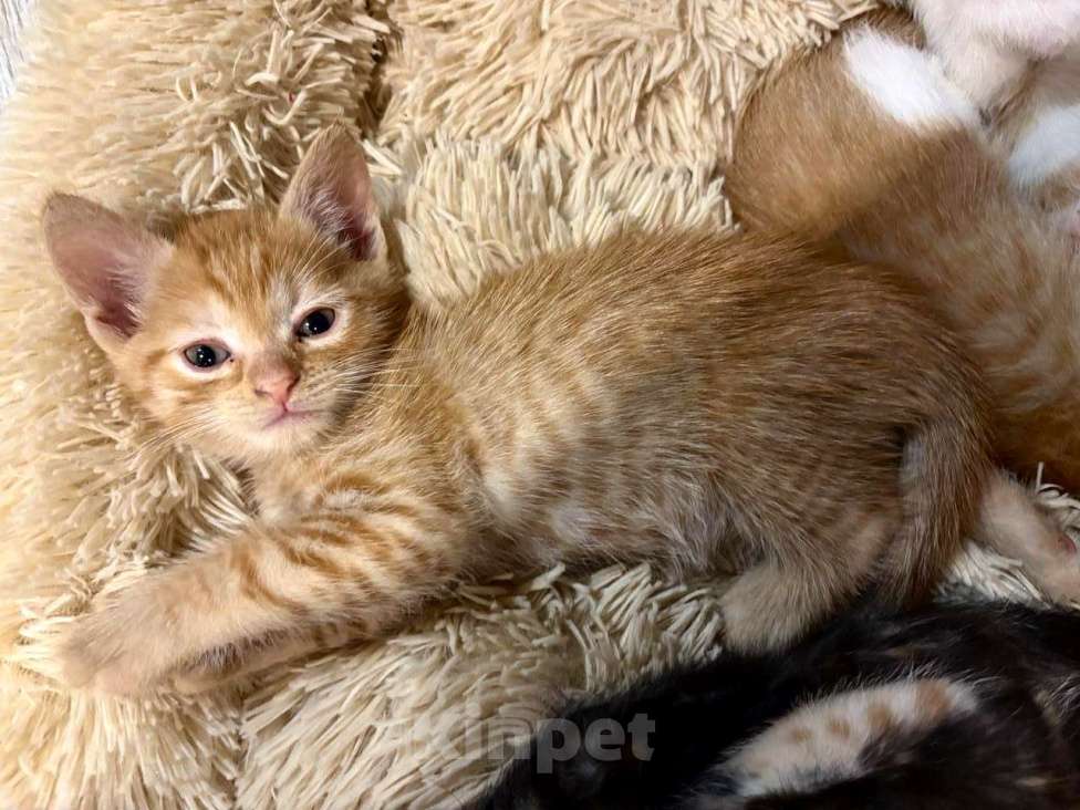 Кошки в Москве: Рыжие мальчишки. Котята 1,5 мес. в добрые руки. Мальчик, Бесплатно - фото 4