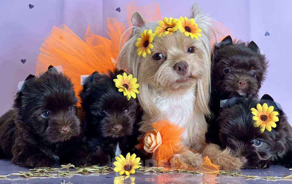 Собаки в Котельнике: Шоколадный Йорк мини мальчик  Мальчик, 80 000 руб. - фото 3
