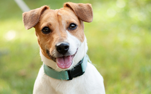 Майло ждет свою семью в приюте