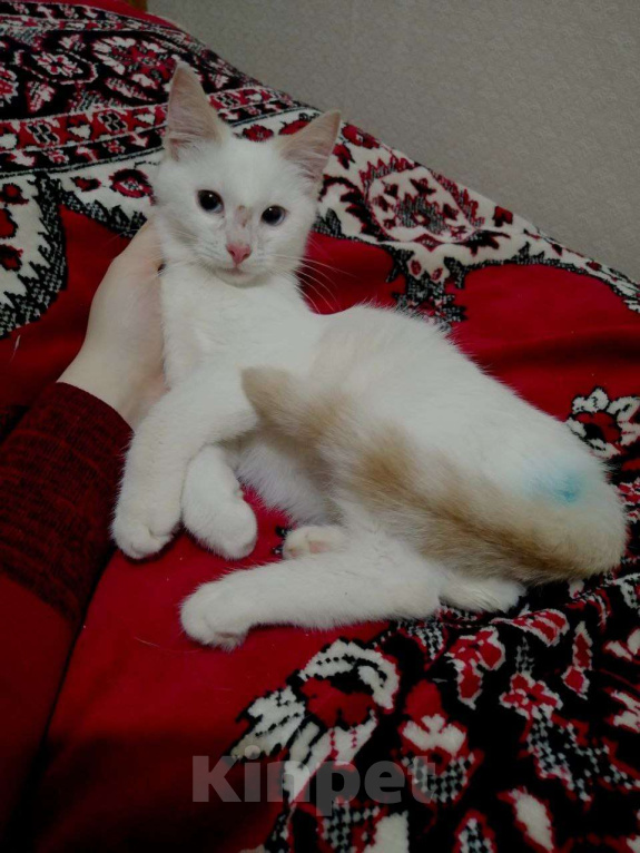 Кошки в Вологде: Котёнок  Мальчик, Бесплатно - фото 5