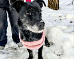 Собаки в Электрогорске: Багги мерзнет в приюте Девочка, Бесплатно - фото 2