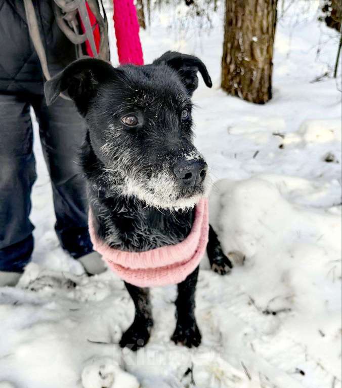Собаки в Электрогорске: Багги мерзнет в приюте Девочка, Бесплатно - фото 2