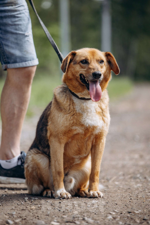 Собаки в Москве: Компактный домашний пёсик в поисках дома.  Мальчик, Бесплатно - фото 9