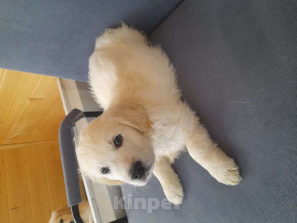 Собаки в других городах Московской области: Супер щенки от международных чемпионов Мальчик, 100 000 руб. - фото 2