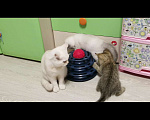 Кошки в Москве: Шотландские игривые котята  Мальчик, 12 000 руб. - фото 1