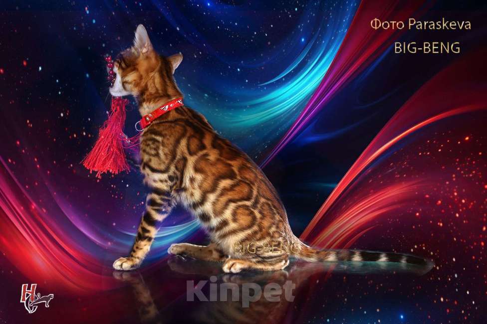 Кошки в Санкт-Петербурге: бенгальский мальчик Мальчик, 40 000 руб. - фото 2