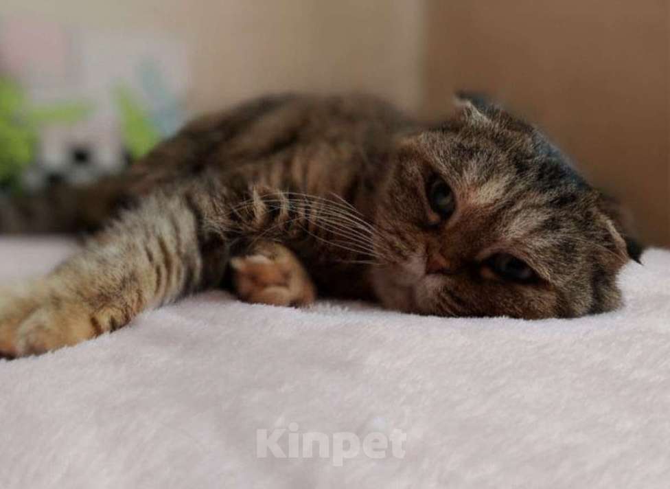 Кошки в Москве: Мия, 4.5 года, метис шотландской вислоухой Девочка, Бесплатно - фото 7